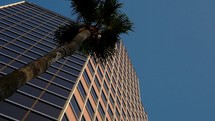A palm tree in front of a tall office building