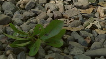Close up dolly shot of river rocks and leaves on the forest floor.