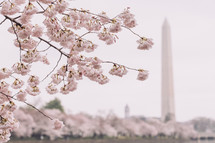 Cherry Blossoms in Washington DC 