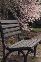 bench in a park in spring 