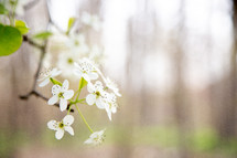 white spring blossoms 