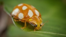 Orange ladybird resting on leaf and then getting up and walking away. Macro insect in nature 