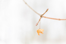 Small orange leaf on branch in winter time
