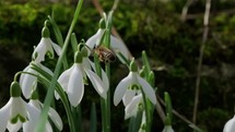 Snowdrop pollinated by bee during early spring in forest. Snowdrops, flower, spring. White snowdrops bloom in garden, early spring, signaling end of winter. Slow motion, close up