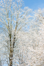 Tall trees coated in snow