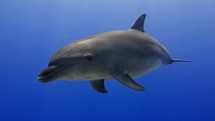 Dolphins in the Blue in the Atoll of Rangiroa in the French Polynesia