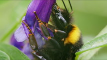 Bumblebee taking nectar from purple flower. Extreme closeup macro of insect in nature