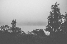 A foggy lake surrounded by trees.