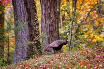 Wild turkey in field