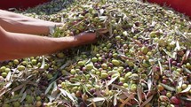 Hands of farmers touch olive for oil production