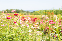 Garden meadow flowers during summer