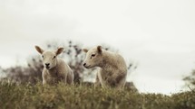 Lambs on a hill top, small baby sheep, white wooly farm animals, domesticated lambs, picturesque rural setting