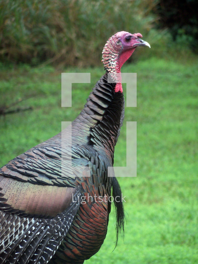 An up-close side view portrait of a Turkey showing all the vivid colors in his feathers while grazing in a grassy meadow during winter in Florida. 