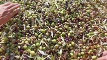 Olive Oil production in Calabria region