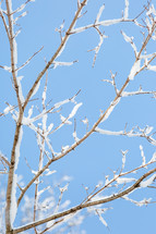 Snow covered branches against blue sky (vertical)