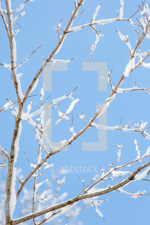 Snow covered branches against blue sky (vertical)