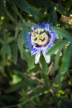 unique blue flower 