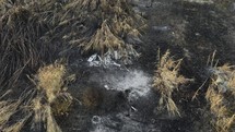 Plants burned by a fire of a pyromaniac near the beach in the coast