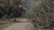 Olive branch slowly waves in the breeze near a rural road