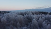 Winter Aerial Serenity: Drone Flight Over Snow-Covered Treetops