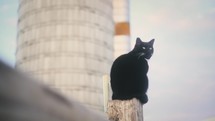 Black Cat Sitting On A Fencepost
