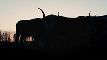 Silhouette Of Texas Longhorn Cattle