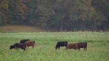 A herd of black and brown cows grazing in a meadow.