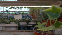 Woman shopping in a plant store