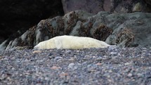 Young Seal Pup, Sleeping on the Beach, Bray, County Wicklow, Ireland