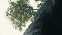 Trees and cliffs along the shore of a tropical country