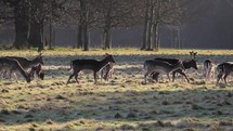 A Herd of Fallow Deer Early on a Frosty Morning, Ireland