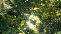 Tropical trees and plant life in the rainforest jungles of Costa Rica