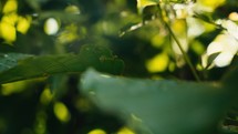 Tropical trees and plant life in the rainforest jungles of Costa Rica