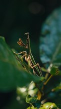 Tropical insects in the rainforest jungle of Costa Rica