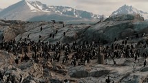 Cormorants Colony Resting On Rocky Island, Beagle Channel, Ushuaia, Tierra del Fuego, Argentina - Panning Shot	