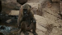 Young Male Baboon Eating And Sitting On Rock By The Stream. closeup	