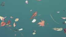 Autumn leaves floating on teal river water