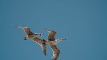 Two Seagulls Flying Against The Blue Sky In Baja California Sur, Cabo, Mexico. - closeup shot