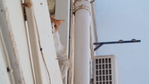 Low angle view of a white cat with ginger patches is sitting and looking around on the windowsill of a residential building