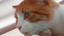 A close-up portrait of the head of a ginger cat with white spots and green eyes, looking directly into the camera