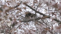 Bird in nest on tree