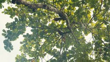 Wild tropical birds perched in the trees of a rainforest jungle