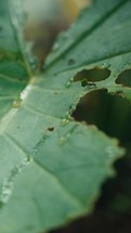 Large ants crawling around and eating a tropical plant 