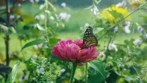 Monarch Butterfly On A Flower	