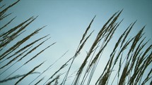 reeds blowing in the breeze 