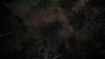 Timelapse of clouds and stars above towering pine trees in the forest