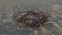 crown of thorns on dry land 