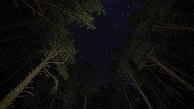 Timelapse of stars moving above towering pine trees in the forest