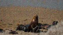 Mother And Sea Lion Pups On The Beach In Peninsula Valdes, Patagonia, Argentina - Wide Shot	