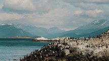 Colonies Of King Cormorant Birds On Mountainous Island Across The Beagle Channel In Tierra del Fuego, Ushuaia, Argentina. Aerial Drone Shot